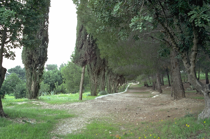 Mount of Olives pathway